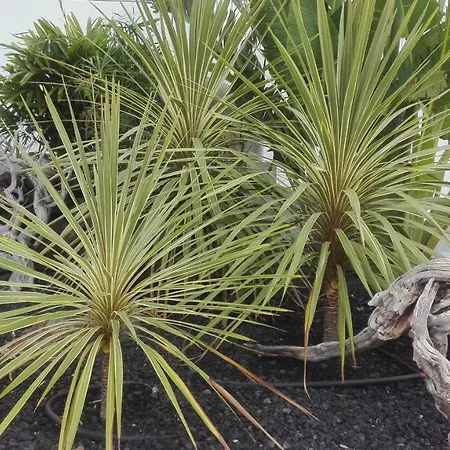 La Perla Apartmán *