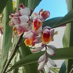 Lägenhet La Perla Candelaria