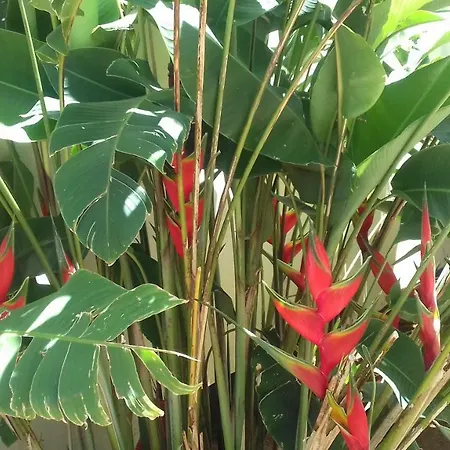 La Perla Lejlighed *