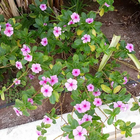 La Perla Lejlighed *